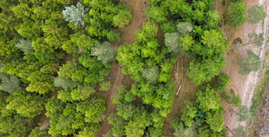 Tree tops near DOLLE production in Thy in Denmark 